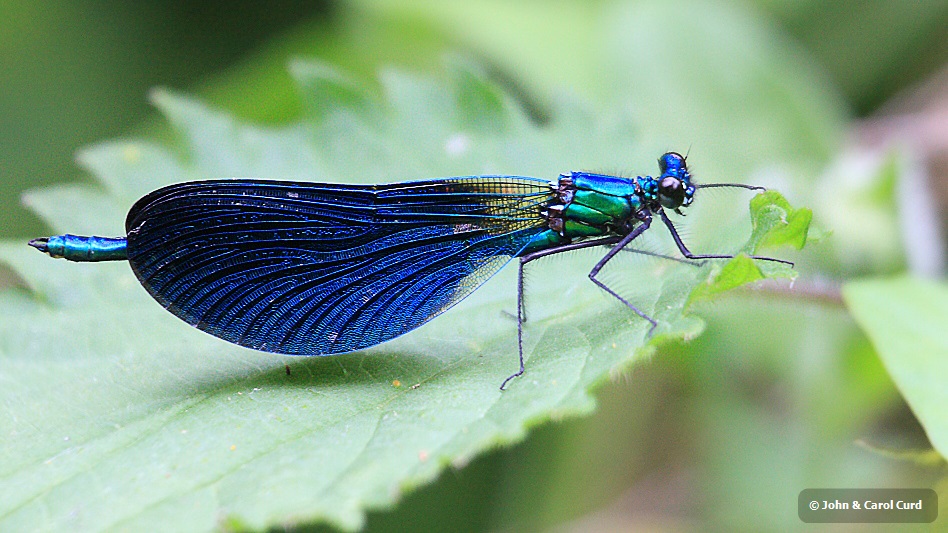 IMG_0086 Calopteryx virgo male.JPG